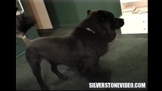 ���န် Vee Strapon လက်စ်ရိတ္ဒိန္း